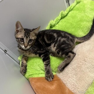 綺麗なアメショ柄の あめちゃん 3カ月
