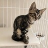 綺麗なアメショ柄の あめちゃん 3カ月 サムネイル3
