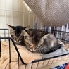 綺麗なアメショ柄の あめちゃん 3カ月 サムネイル4