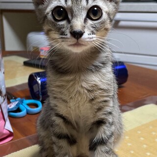 急募‼️2ヶ月の子猫7匹