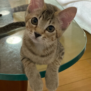 緊急❗️生後2ヶ月の子猫　7匹