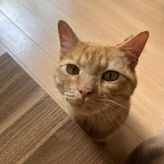 人が大好きて目が合うだけでうっとり顔の茶トラくん