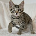 キジトラしらす 里親さん決まりました
