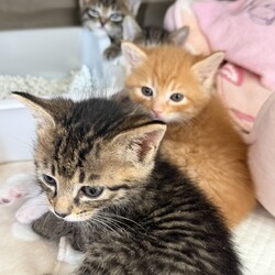 岩手県から保護した子猫達 里親募集開始