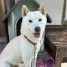 りんぼく