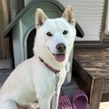 人懐っこいオスの柴犬、ハチ♪6歳です！