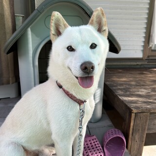 人懐っこいオスの柴犬、ハチ♪5歳です！