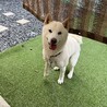 人懐っこいオスの柴犬、ハチ♪6歳です！ サムネイル2