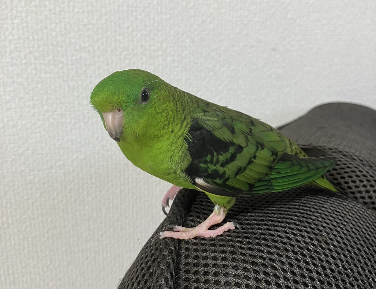 サザナミインコちゃんです。」兵庫県 - 鳥の里親募集(540453) 6枚目の