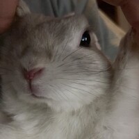 らて