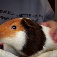 だいふく