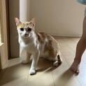 人懐っこい茶白の男の子