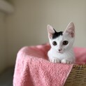 決定