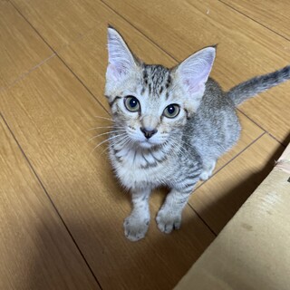 緊急❗️生後2ヶ月の子猫7匹