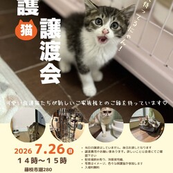 保護猫の譲渡会