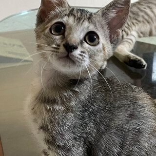 急募‼️生後2ヶ月の子猫　7匹