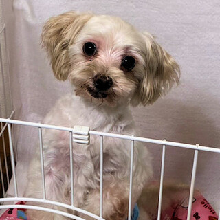 多頭から来た子です。優しく愛らしい男の子♡