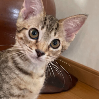 緊急❗️生後2ヶ月の子猫7匹