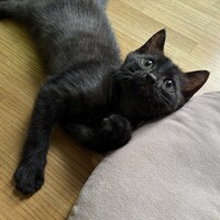 漆月