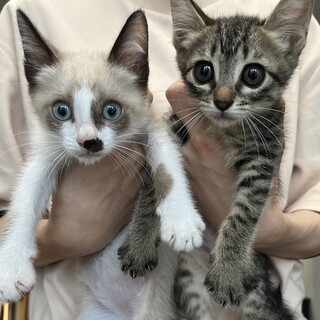 甘えん坊の仲良し兄妹♡生後2ヶ月 シャム キジトラ
