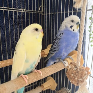 二羽のインコの里親さんを探しています。