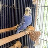 二羽のインコの里親さんを探しています。 サムネイル2