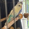 二羽のインコの里親さんを探しています。 サムネイル3