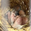 文鳥の雛