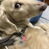 ちゃまメル
