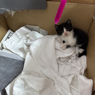 メスのハチワレ子猫です