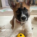 香川県出身野犬の仔犬【メロディ】