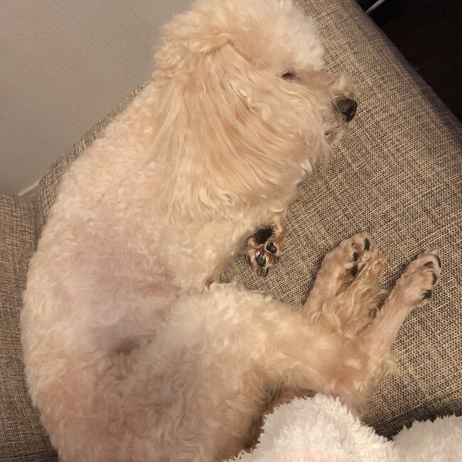 ルルヤのカバー写真