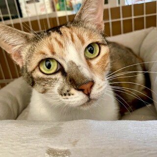 サクラ♀推定2歳:8月23日譲渡会に参加