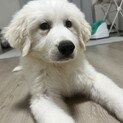 グレートピレニーズの里親募集