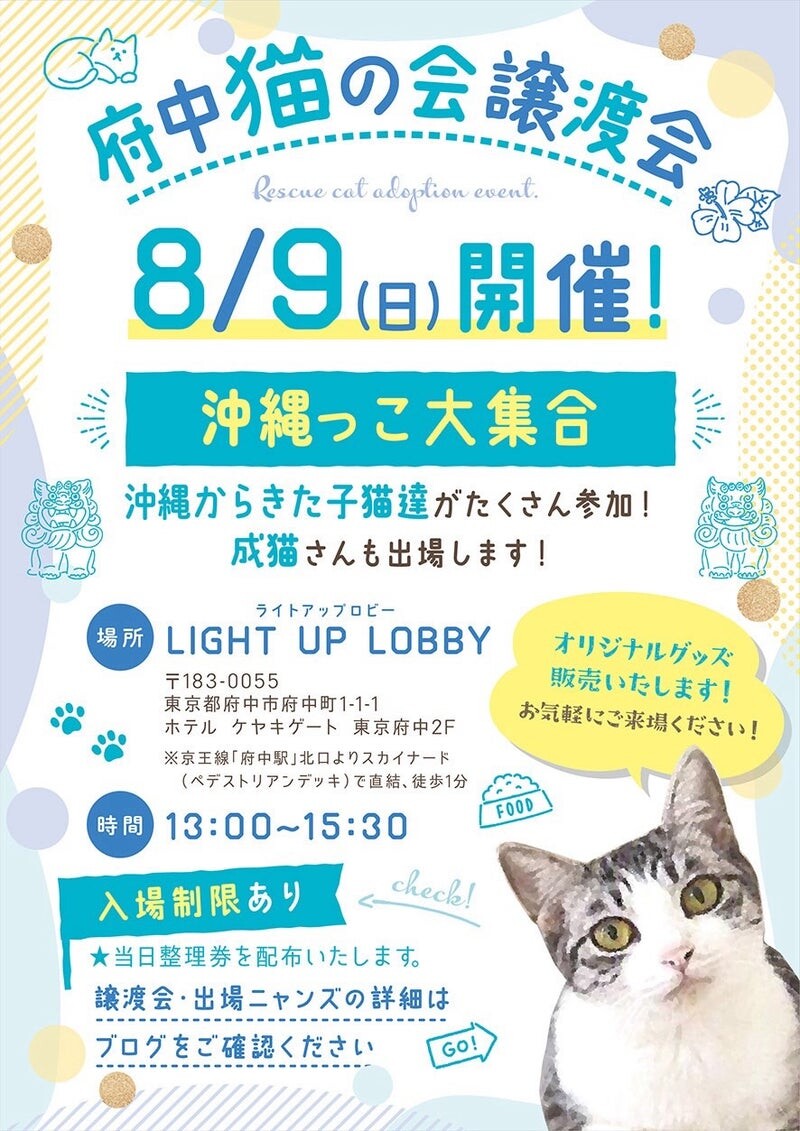 なぎさちゃん♀@約2歳」東京都 - 猫の里親募集(545942) 5枚目の画像