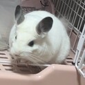 チンチラ里親募集