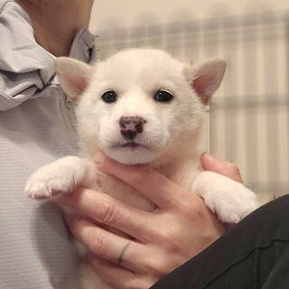 月齢1ヶ月位の三兄弟②