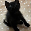 可愛い子猫1ヶ月