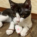 道端で保護された幸運なトワくん！