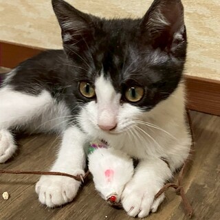 道端で保護された幸運なトワくん！