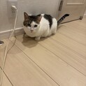 急募　キジトラ4歳　ハチワレ5歳