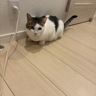急募　キジトラ4歳　ハチワレ5歳