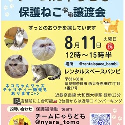 保護猫譲渡会