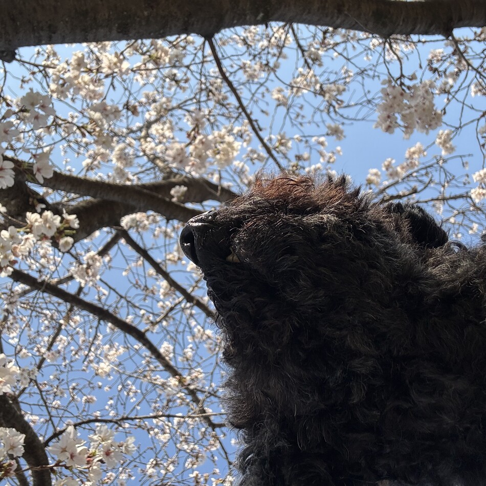 くぅのカバー写真