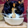 人懐こい三毛猫さん サムネイル2