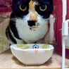 人懐こい三毛猫さん サムネイル3