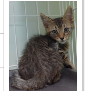 処分対象  人が大好き キジの子猫