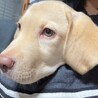 目がとっても綺麗な元気な男の子、ラブラドールです！ サムネイル2