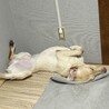 目がとっても綺麗な元気な男の子、ラブラドールです！ サムネイル3
