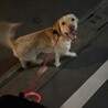 目がとっても綺麗な元気な男の子、ラブラドールです！ サムネイル5